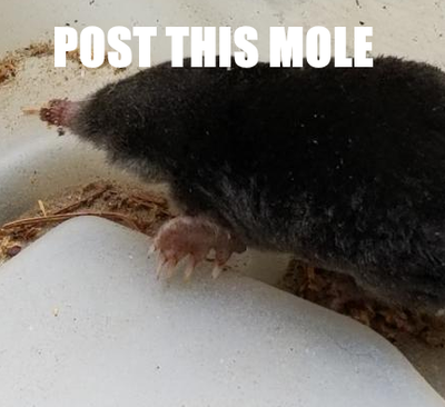 mole2.png