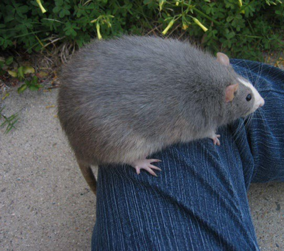 rat.png