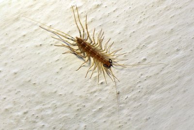 House_centipede_Scutigera_coleoptrata_on_the_wall.tif.jpg