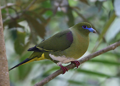 Yellow-Vented_Green_Pigeon.jpg