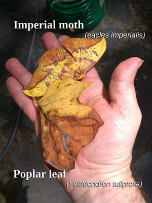Imperial-moth-camouflaged-with-leaf.jpg