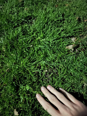 grass_TOUCHED.jpg