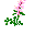 Fraxinellaplant.png